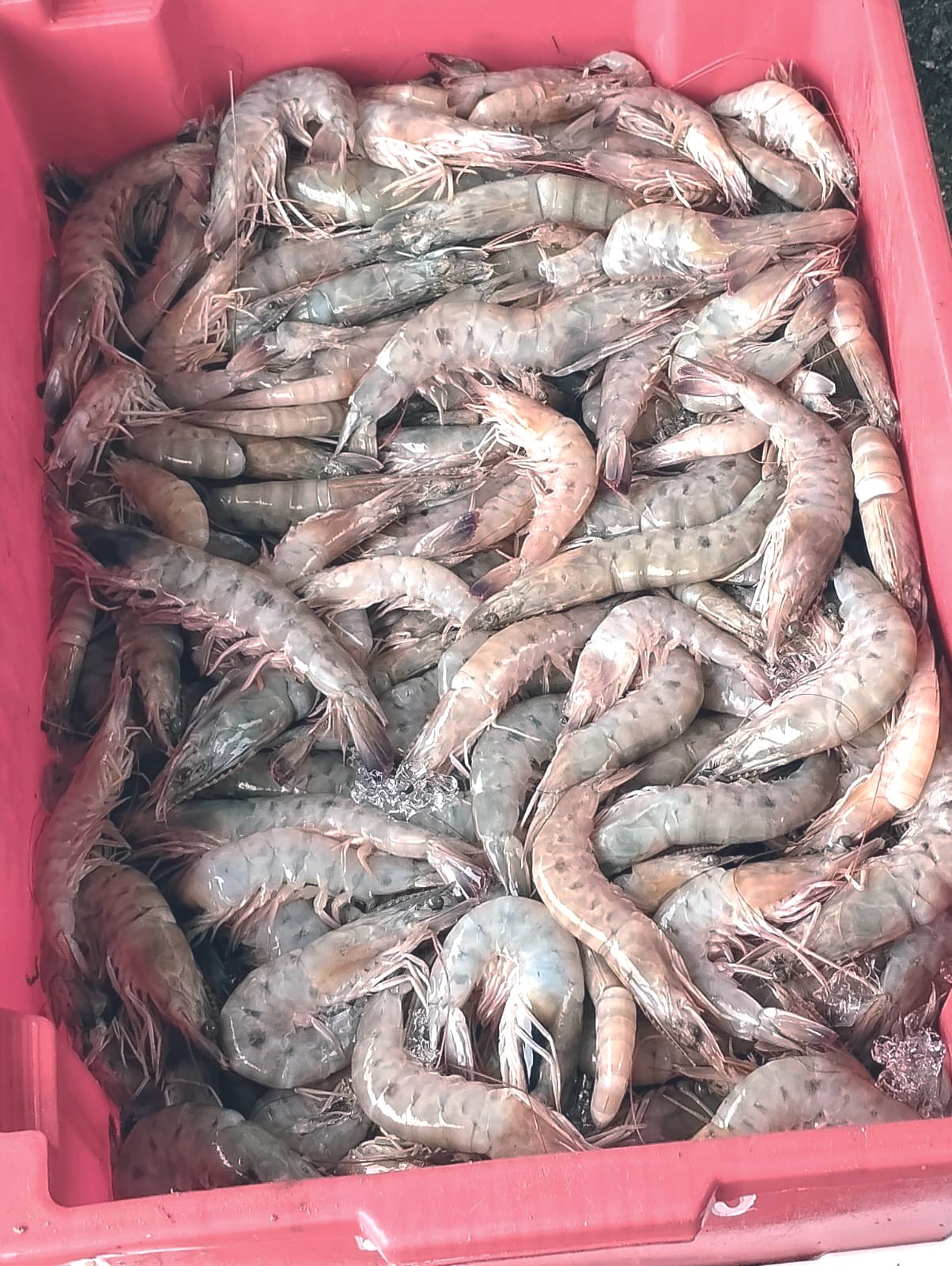 Pesca do camarão ficará proibida até o final de abril