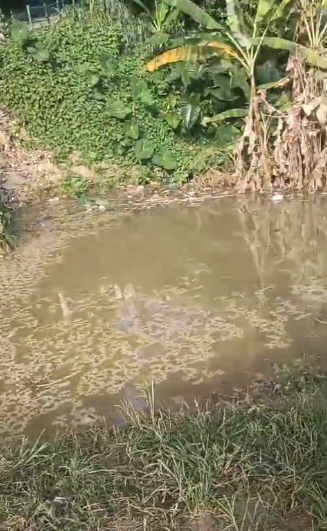 Morador denuncia “piscina de esgoto” na Sapinhatuba 3