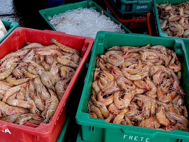 Pesca do camarão está liberada em Angra dos Reis