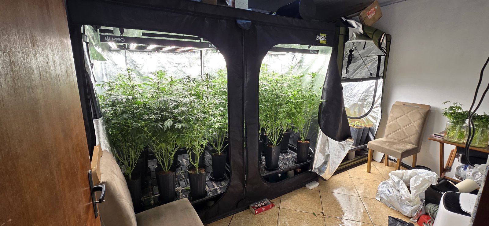 GAT fecha laboratório de cultivo de maconha no Tijolito