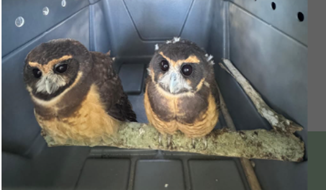 Corujas e gambá resgatados ganham a liberdade na Reserva da Juatinga, em Paraty