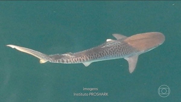 Quase 100 tubarões-tigre são identificados na Baía da Ilha Grande, em Angra dos Reis