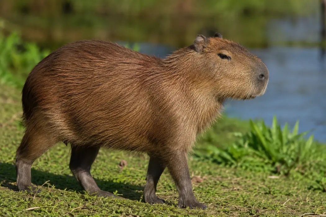 Capivara resgatada volta à natureza na Ilha Grande