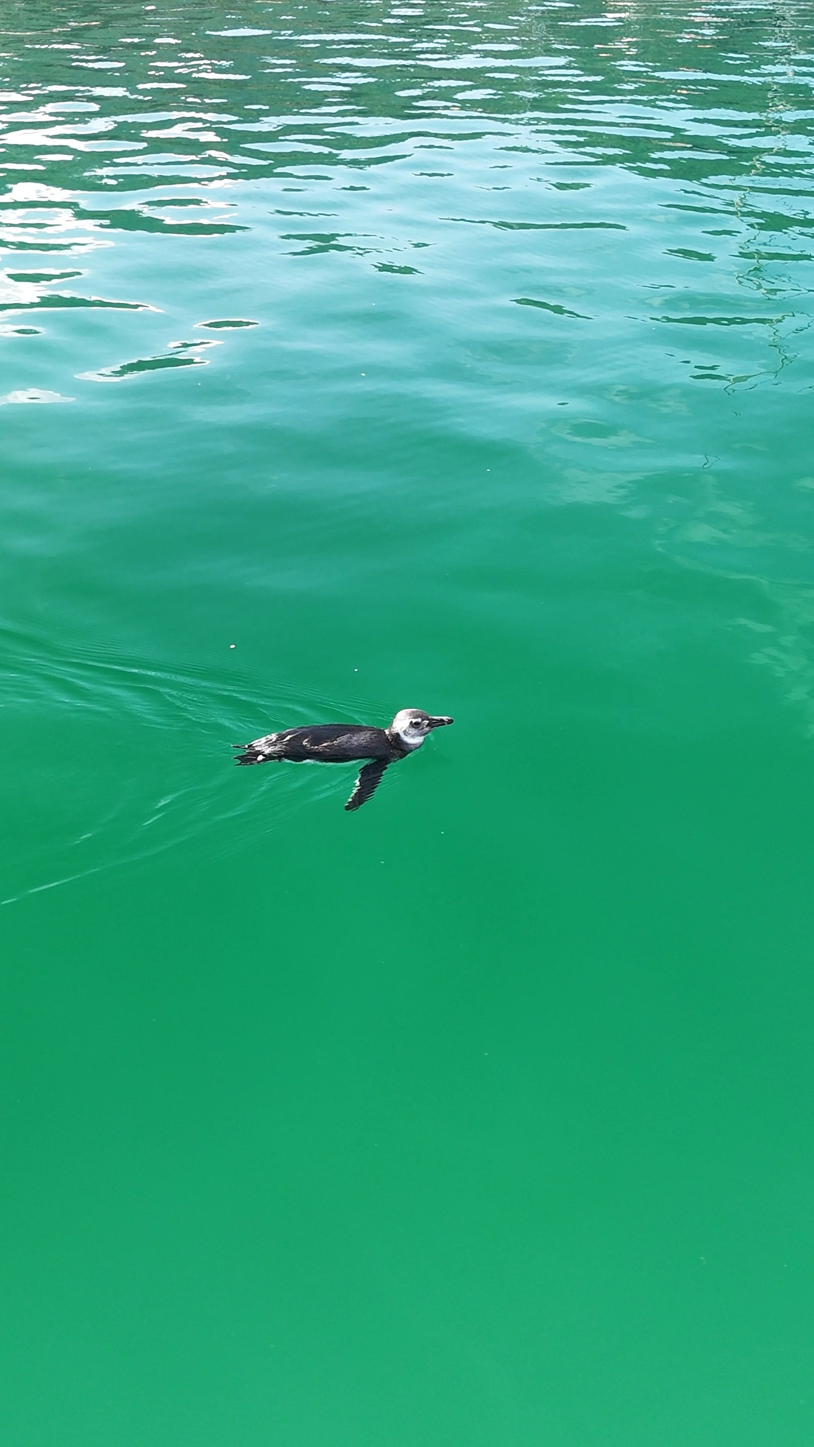 Pinguim surpreende moradores ao desfilar em Praia Grande em Angra dos Reis