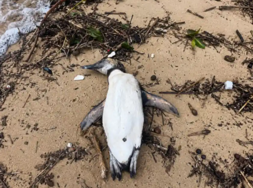 Pinguim é encontrado morto na Ilha Grande