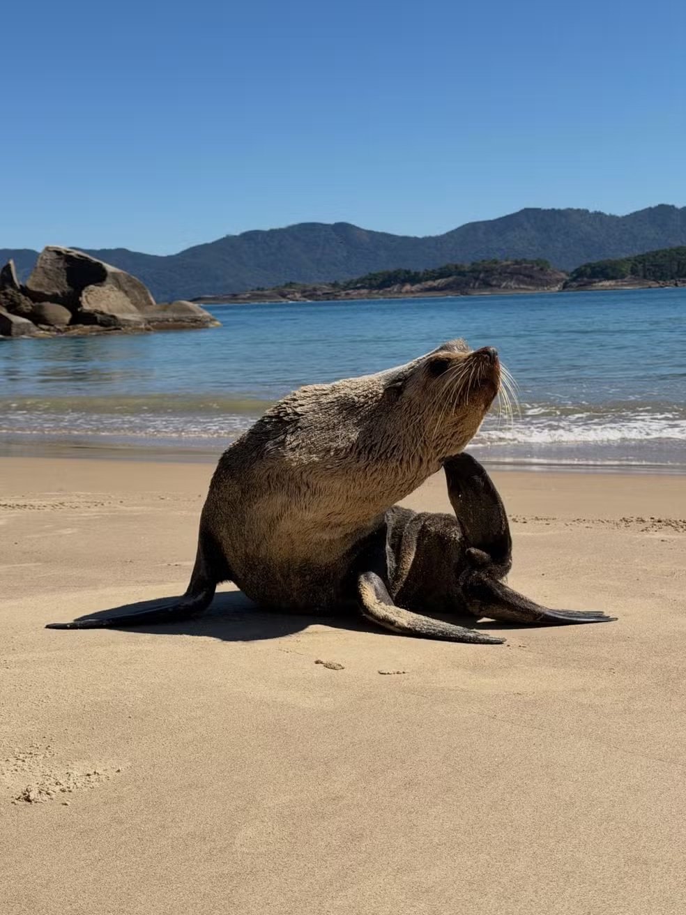 Leão-marinho surge em praia da Ilha Grande