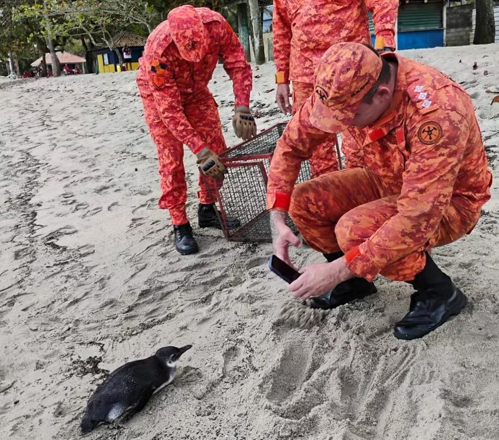 Pinguim é resgatado em praia de Angra dos Reis