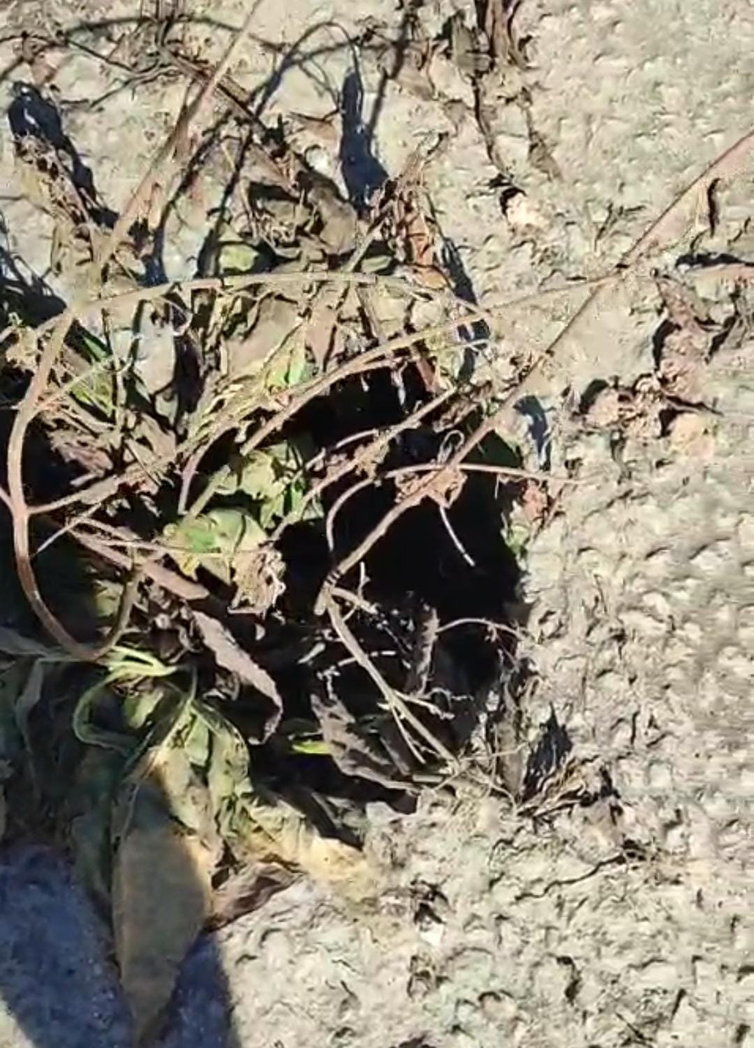 Morador reclama de buracos no calçadão do Morro da Lambicada