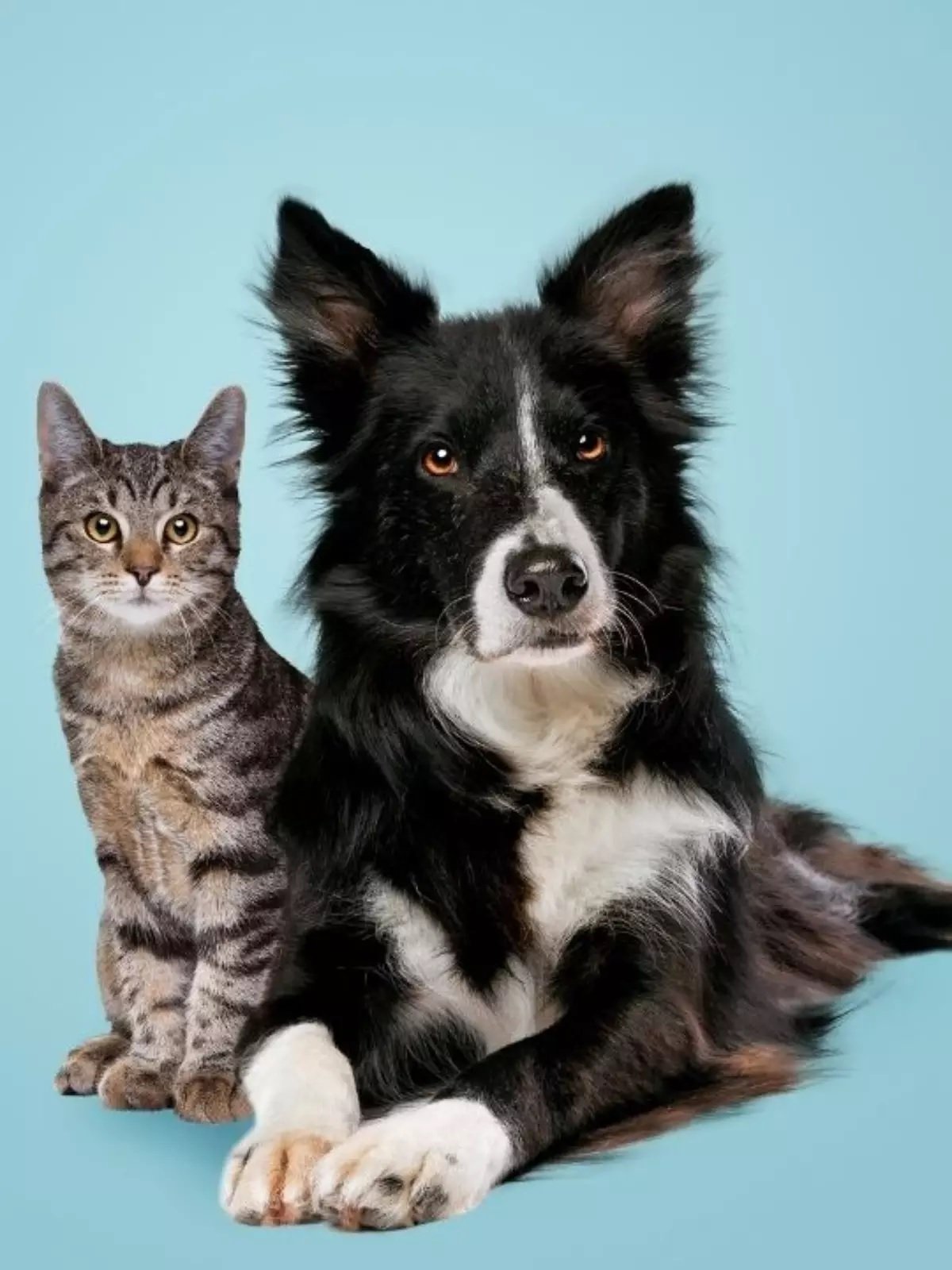 Angra dos Reis abre inscrições para castração gratuita de cães e gatos