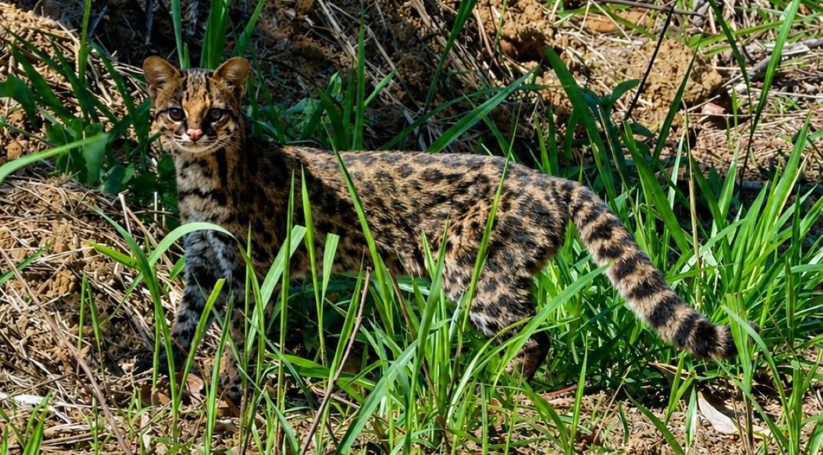 Gato-do-mato-pequeno é flagrado em Rio Claro