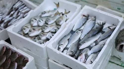 Semana do Pescado movimenta restaurantes e incentiva consumo de frutos do mar em Angra dos Reis