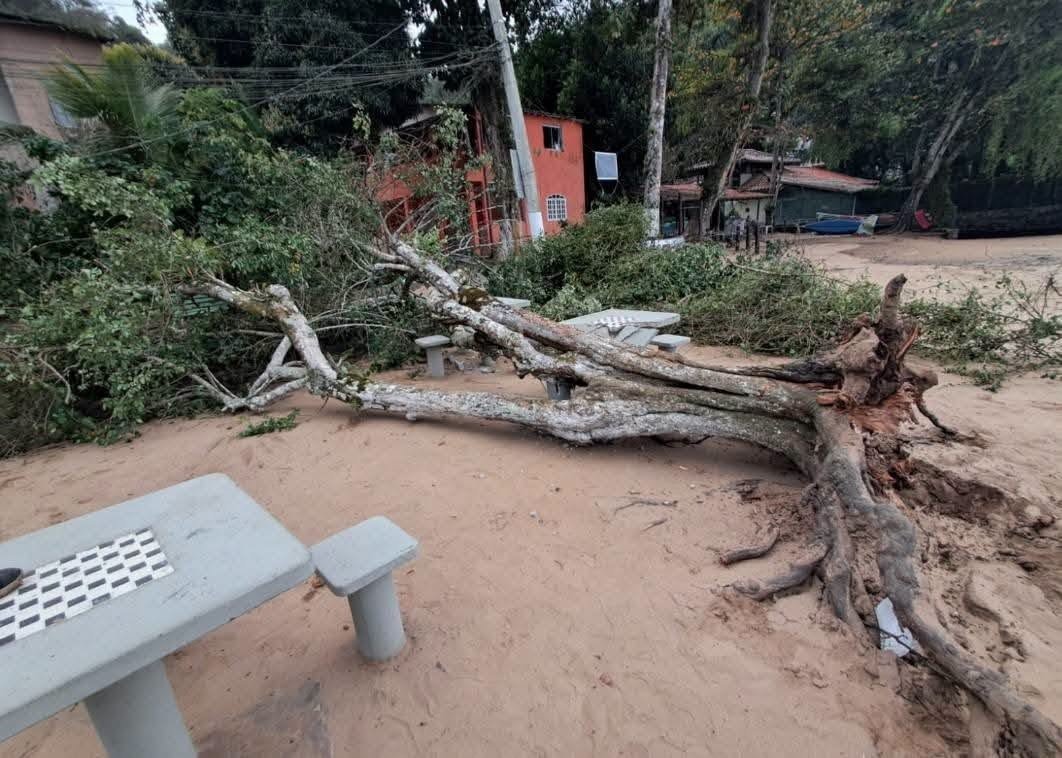 Queda de árvore na Vila Velha
