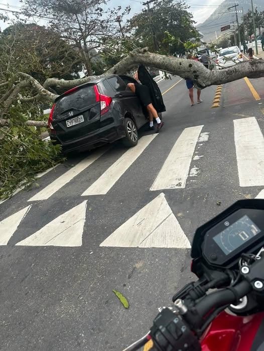 Árvore caiu sobre um carro